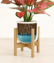 Load image into Gallery viewer, Cotton White stand:bamboo