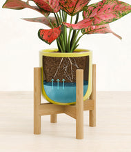 Load image into Gallery viewer, Key Lime Yellow stand:bamboo