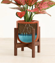 Load image into Gallery viewer, Glossy Red stand:walnut