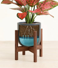 Load image into Gallery viewer, Iron Gray stand:walnut