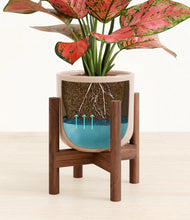 Load image into Gallery viewer, Sandy Pink stand:walnut