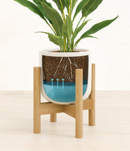 Load image into Gallery viewer, Cotton White stand:bamboo