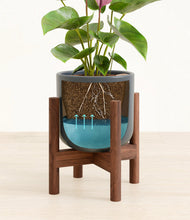 Load image into Gallery viewer, Iron Gray stand:walnut