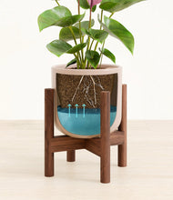 Load image into Gallery viewer, Sandy Pink stand:walnut