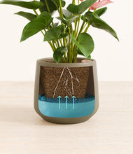 Load image into Gallery viewer, Olive