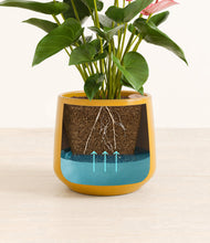 Load image into Gallery viewer, Mustard