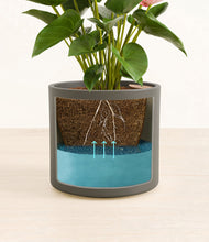 Load image into Gallery viewer, Dark Olive