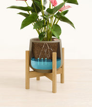 Load image into Gallery viewer, Olive stand:bamboo