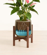 Load image into Gallery viewer, Olive stand:walnut