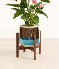 Load image into Gallery viewer, Almond Green stand:walnut