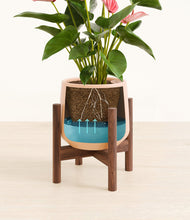 Load image into Gallery viewer, Gentle Pink stand:walnut