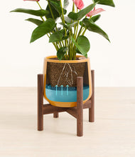 Load image into Gallery viewer, Mustard stand:walnut