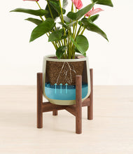 Load image into Gallery viewer, Turquoise stand:walnut