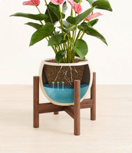 Load image into Gallery viewer, Shiny EggWhite stand:walnut