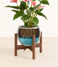 Load image into Gallery viewer, Deep Ocean stand:walnut