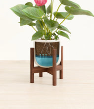 Load image into Gallery viewer, Cotton White stand:walnut