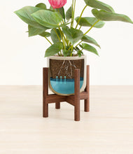 Load image into Gallery viewer, Sage Green stand:walnut