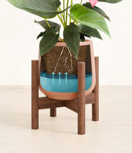 Load image into Gallery viewer, Calm Rose stand:walnut