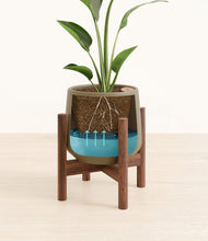 Load image into Gallery viewer, Olive stand:walnut