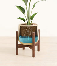 Load image into Gallery viewer, Almond Green stand:walnut