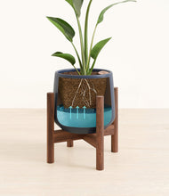 Load image into Gallery viewer, Deep Navy stand:walnut