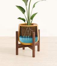 Load image into Gallery viewer, Mustard stand:walnut