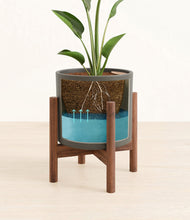 Load image into Gallery viewer, Dark Olive stand:walnut