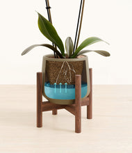 Load image into Gallery viewer, Olive stand:walnut