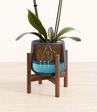 Load image into Gallery viewer, Deep Navy stand:walnut