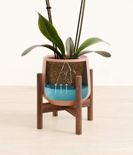 Load image into Gallery viewer, Calm Rose stand:walnut