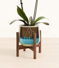 Load image into Gallery viewer, Turquoise stand:walnut