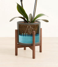 Load image into Gallery viewer, Dark Olive stand:walnut