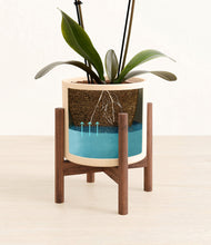 Load image into Gallery viewer, Cream stand:walnut