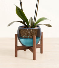 Load image into Gallery viewer, Deep Navy stand:walnut