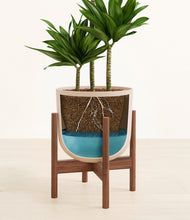 Load image into Gallery viewer, Sandy Pink stand:walnut