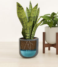 Load image into Gallery viewer, Pebble Shore stand:one_stand