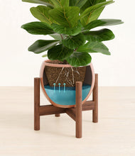 Load image into Gallery viewer, Calm Rose stand:walnut