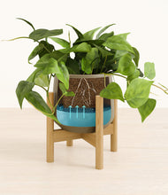 Lade das Bild in den Galerie-Viewer, Olive stand:bamboo