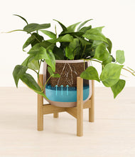 Lade das Bild in den Galerie-Viewer, Eternal Gray stand:bamboo