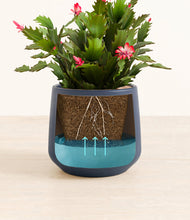 Load image into Gallery viewer, -