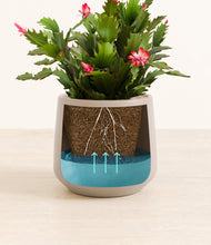 Load image into Gallery viewer, -