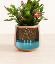 Load image into Gallery viewer, -