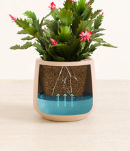 Load image into Gallery viewer, -