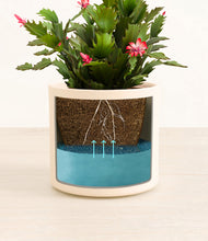 Load image into Gallery viewer, -