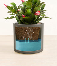 Load image into Gallery viewer, -