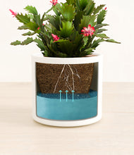 Load image into Gallery viewer, -