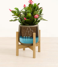 Load image into Gallery viewer, -