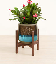 Load image into Gallery viewer, -