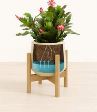 Load image into Gallery viewer, -