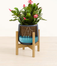 Load image into Gallery viewer, -